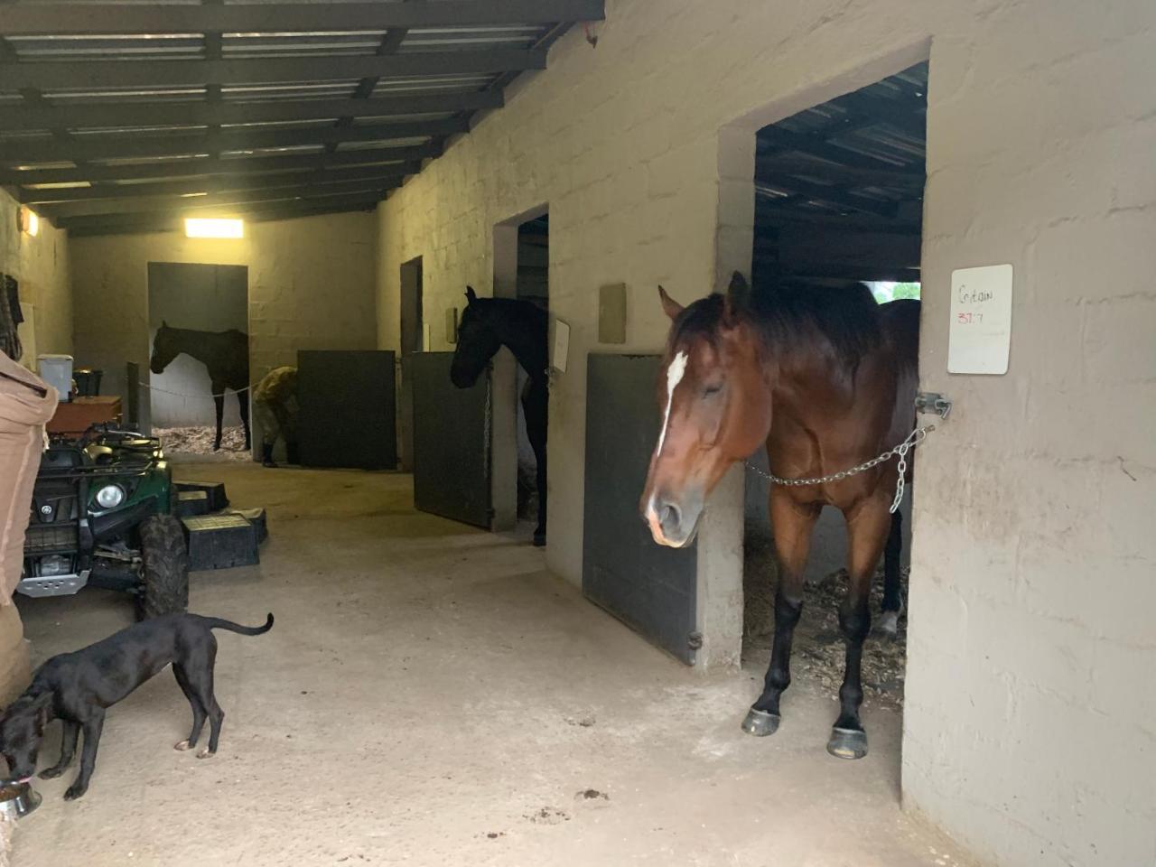 Cavalo Guesthouse & Equestrian Estate Drummond Ngoại thất bức ảnh